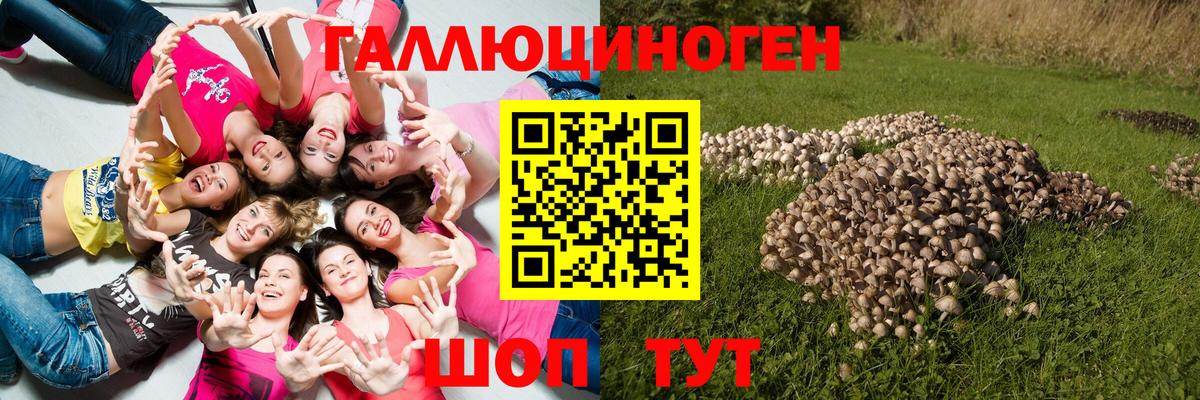 Новодвинск  Псилоцибиновые грибы Cubensis  Вход с VPN 
